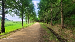 진천. 초평지 출렁다리