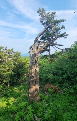 발왕산