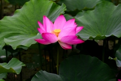 여름 연꽃