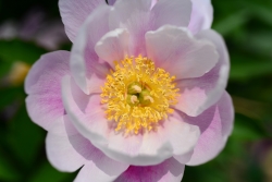 5월의 꽃 작약 그리고 장미