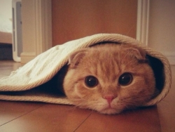 이래 보여도 모델 출신입니당!